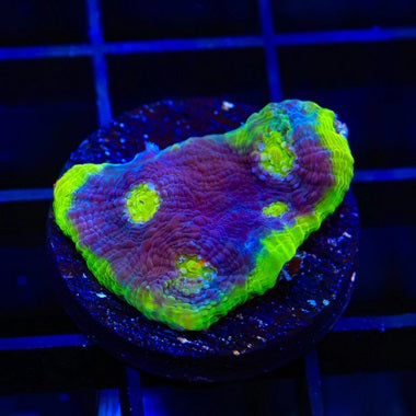 TSA PPE Rainbow Chalice Coral Frag