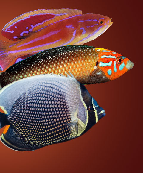 RUNCL – Sparkley Fish