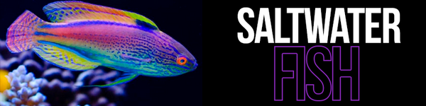 Saltwater pet 2024 shops near me