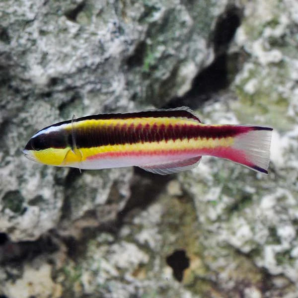 Paddlefin or Mexican Rainbow Wrasse