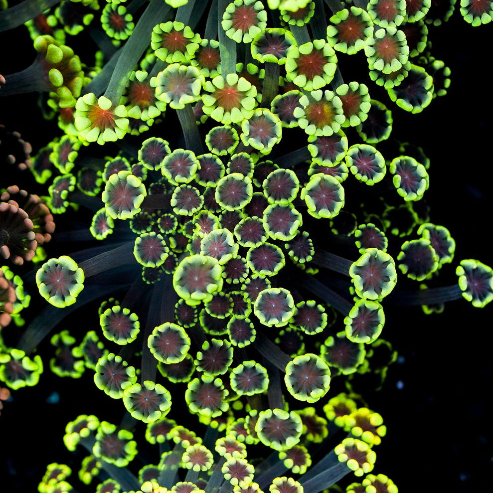 Small Pink Center Yellow Alveopora Colony