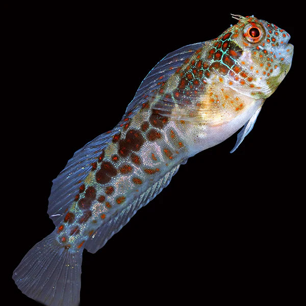 Captive Bred Tessellated Blenny