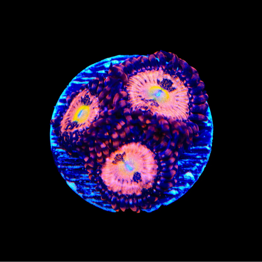 Alien Antivenom Zoanthid Frag Z71