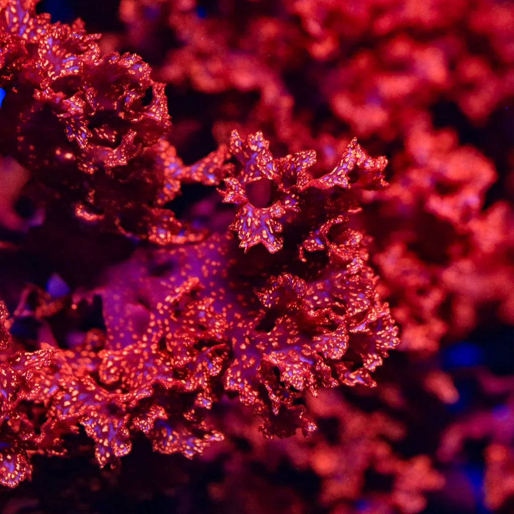 Atomic Fireball Broccoli Macro Algae