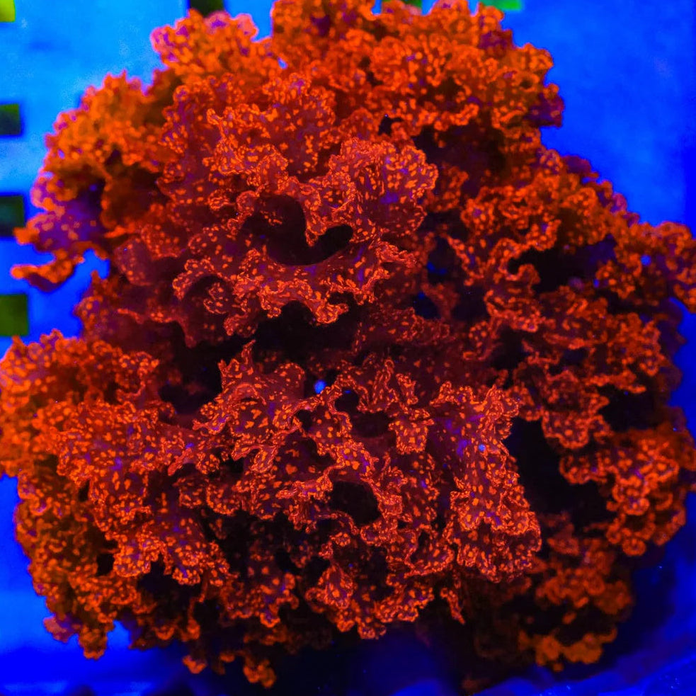 Atomic Fireball Broccoli Macro Algae