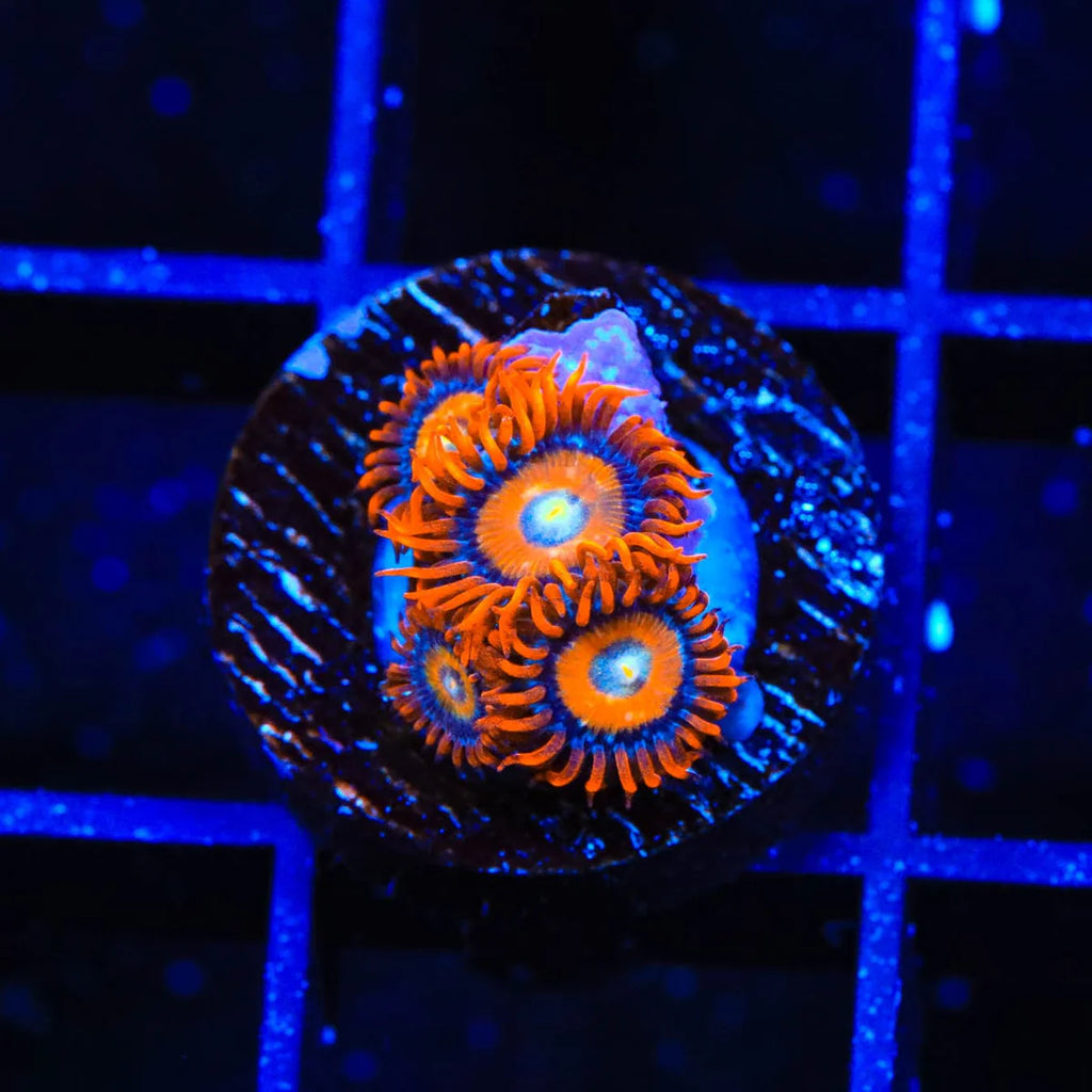 ECC Shatterfield  Zoanthid Frag Z39