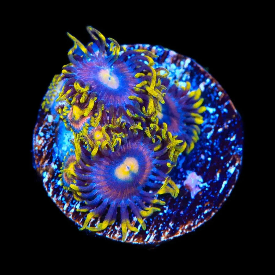 Galactic Burst Zoanthid Frag Z74