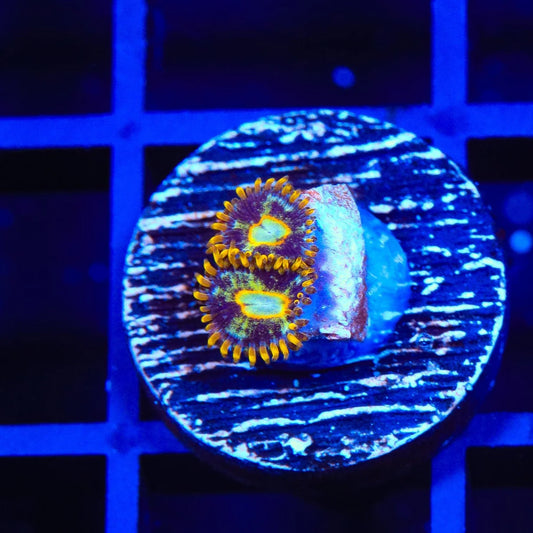 Murder Hornet Zoanthid Frag Z74