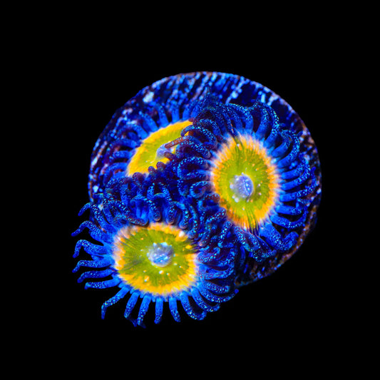 Rainbow Raptor Zoanthid Frag Z66