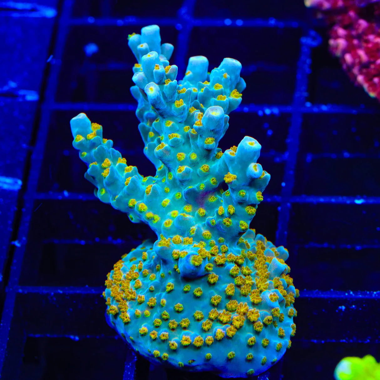 TSA Blue Ghost Acropora Sp. Frag A36