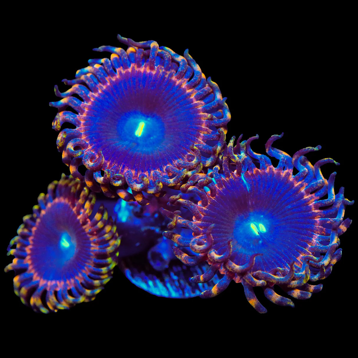 Detonator Zoanthid Frag Z19
