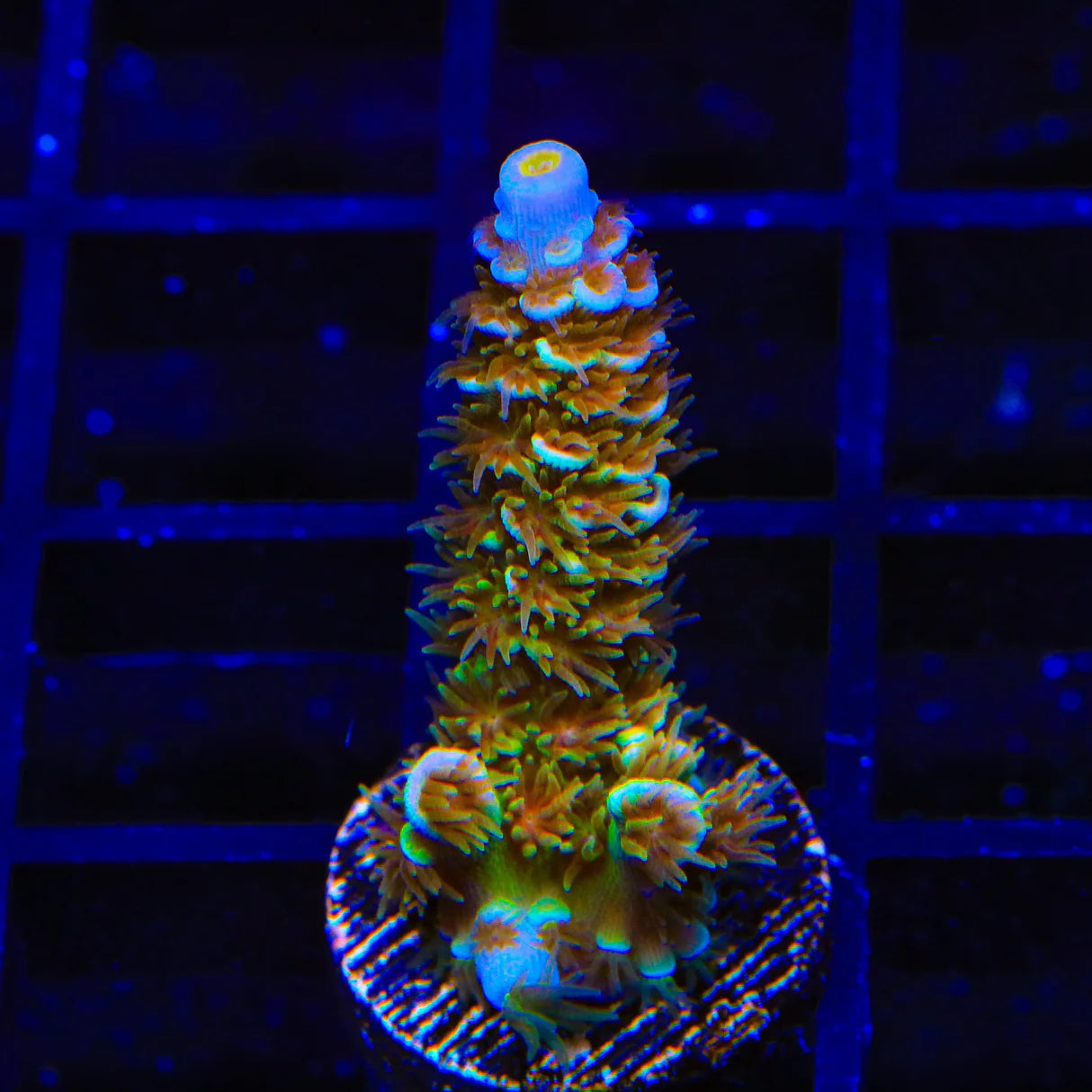 TSA Mango Passion Acropora Tenuis Frag A37