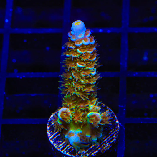 TSA Mango Passion Acropora Tenuis Frag