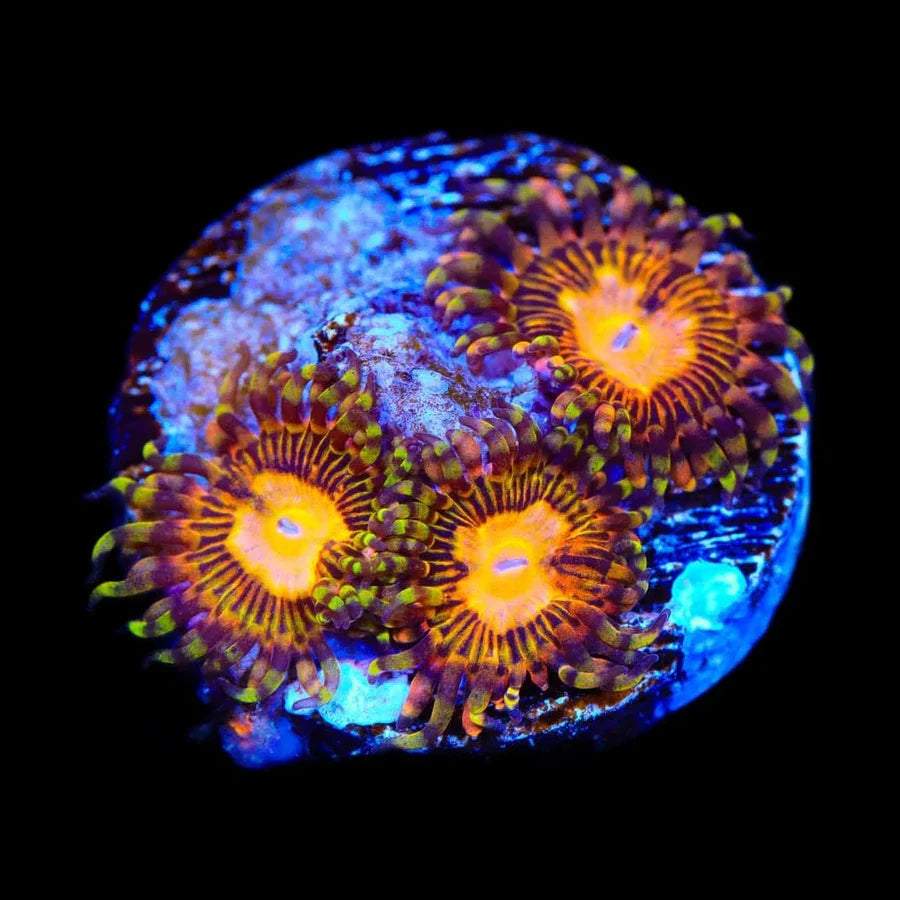 Party On Zoanthid Frag Z68
