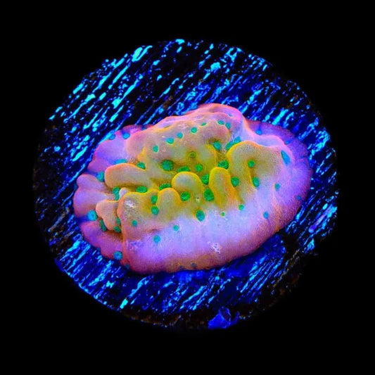 TSA Pink Halo Montipora Sp. Frag M2