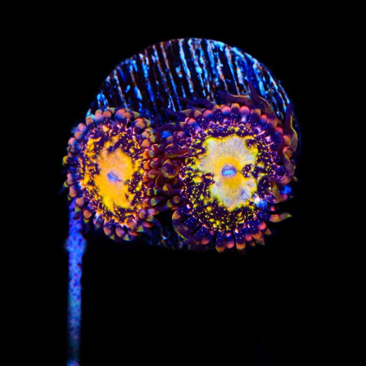 Space Leopard Zoanthid Frag Z15