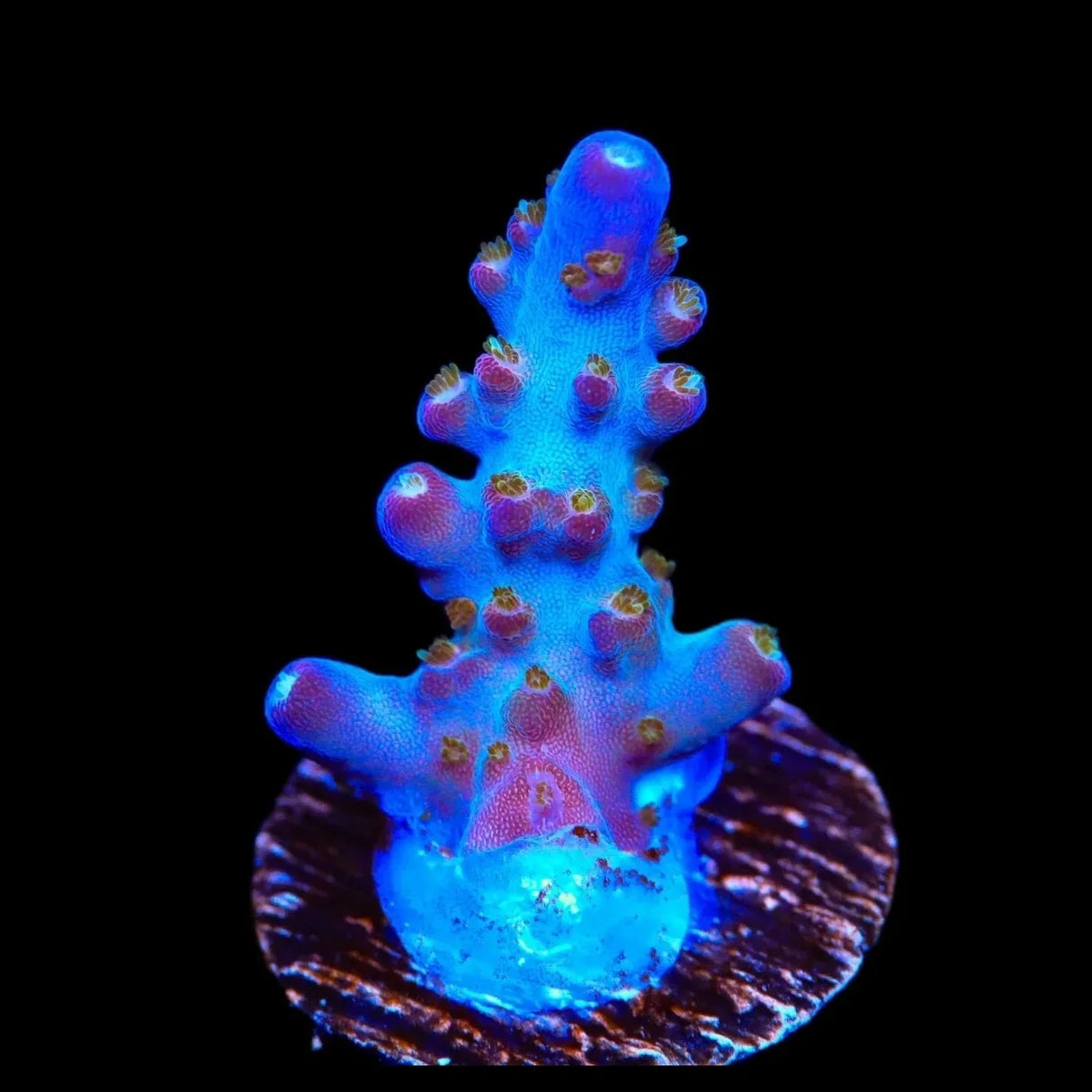 TSA Twisted Sister Acropora Sp. Frag