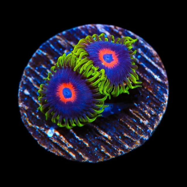 Purple Heart Zoanthid Frag Z49