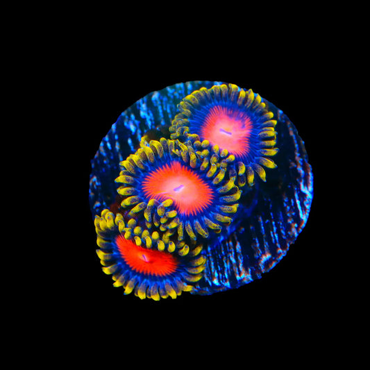 Yellow Brick Road Zoanthid Frag Z69