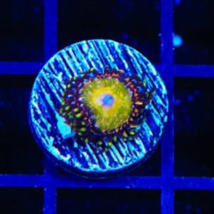 TSA Kaleidoscope Zoanthid Frag Z35