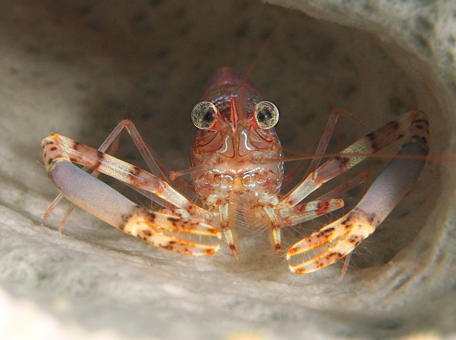 Two Claw Shrimp