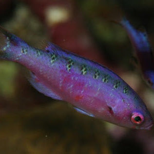 Creole Wrasse
