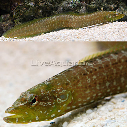 Green Wolf Blenny