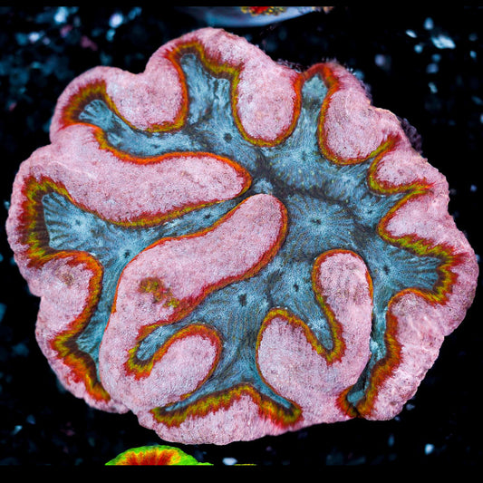 Rainbow Lobophyllia WYSIWYG 53