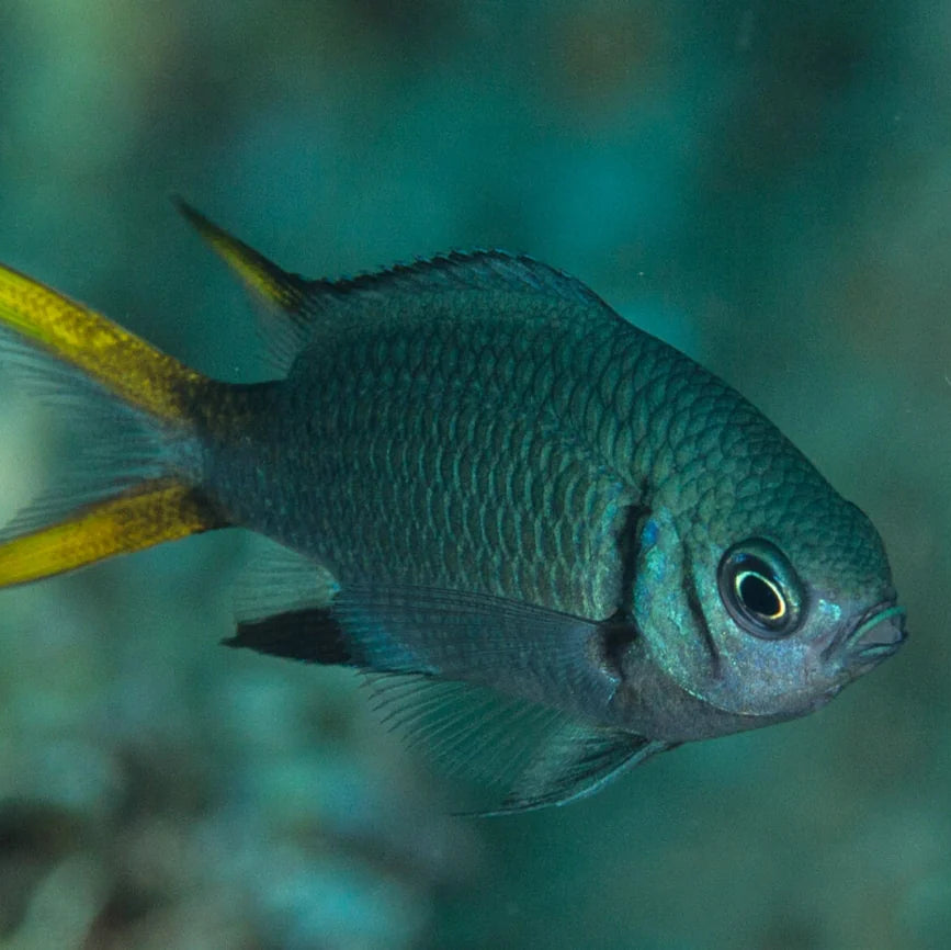 Yellowtail Double Bar Chromis