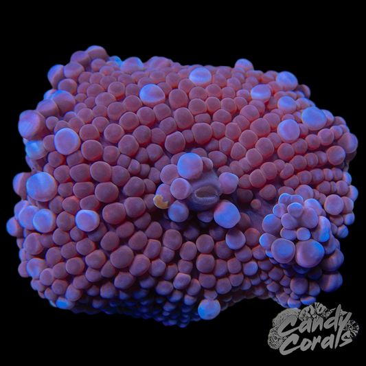 Pink Yuma Mushroom WYSIWYG 9