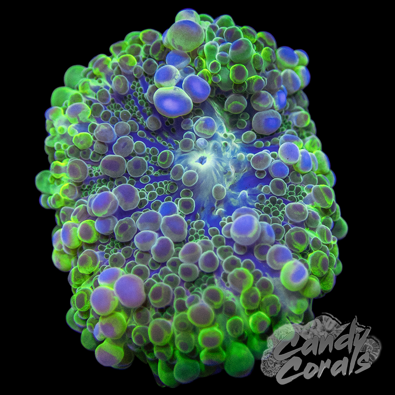 Assorted Rainbow Yuma Mushroom