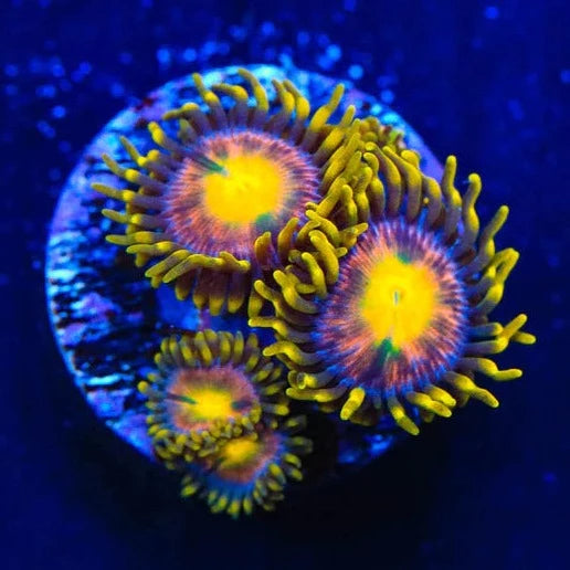 Hydra Lady Dragons Zoanthid Frag Z43