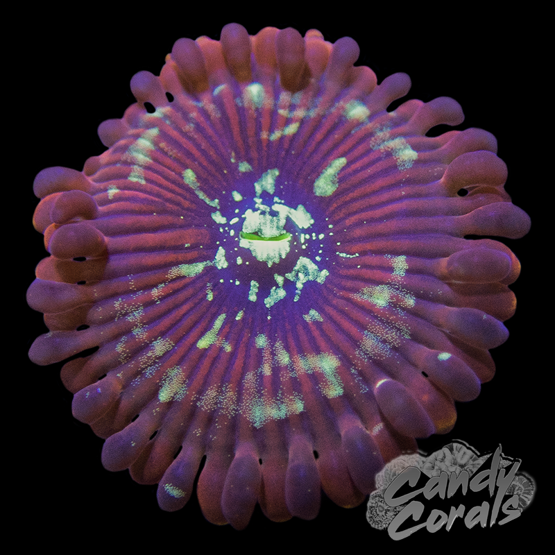 Salted Agave Palythoa Frag