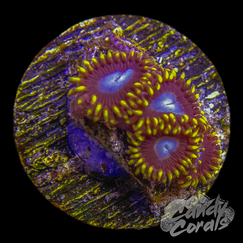 TSA Blue Eye Hornet Zoanthid Frag Z38 – Candy Corals
