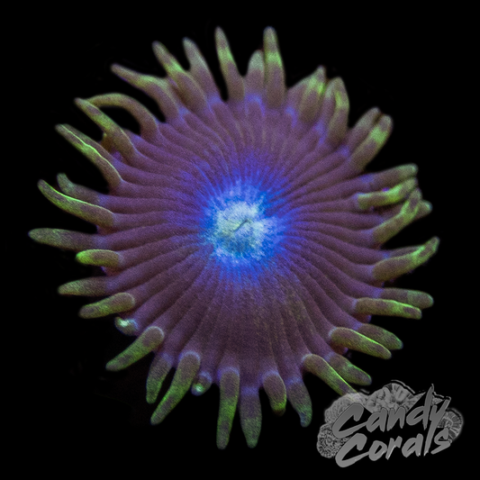 Blue Eye Zoanthid Per Polyp