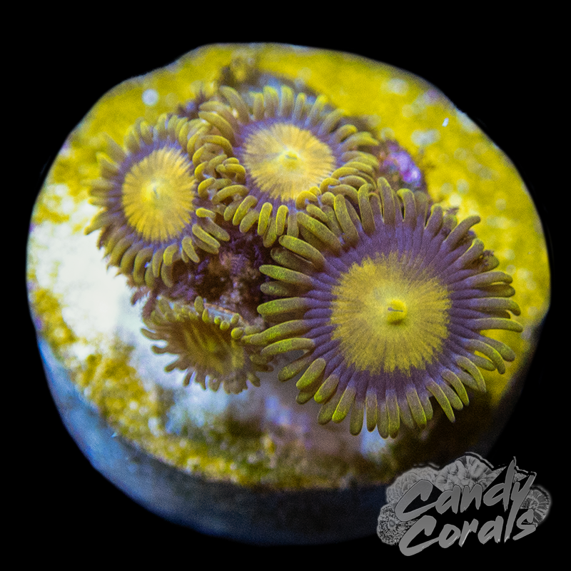 King Midas Zoanthid Frag Z49