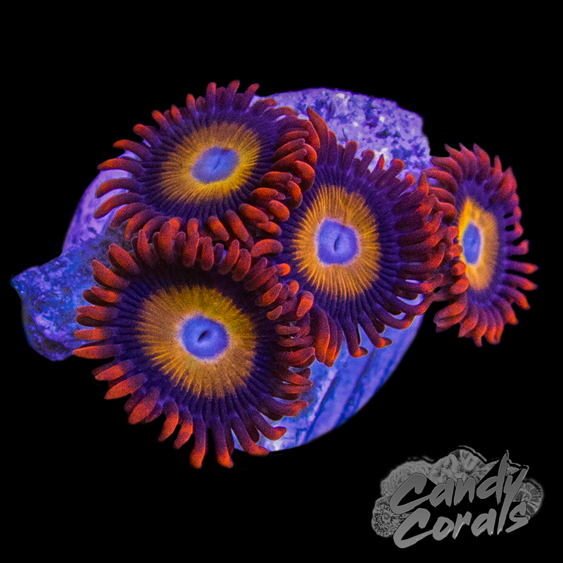 Blue Eyed Blonde B$tches Zoa Frag Z61