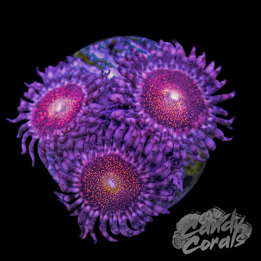 Mohawk Zoanthid Frag