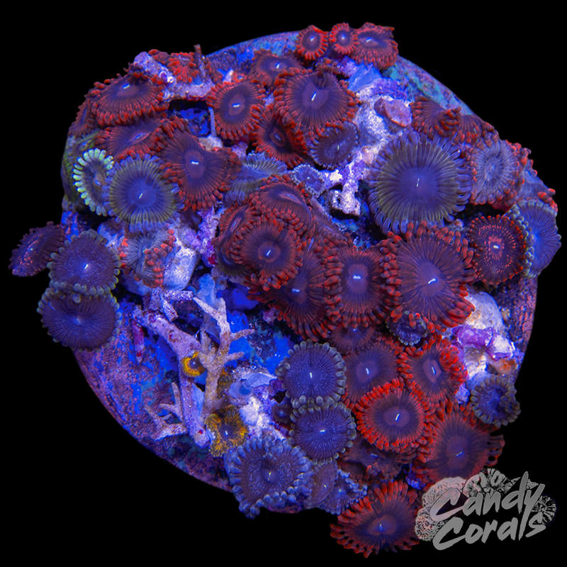 Zoanthid Garden Plate 30