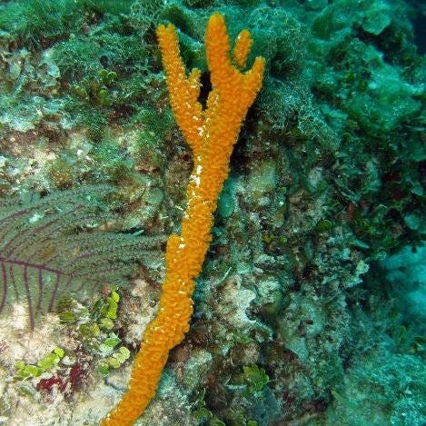 Orange Tree Sponge Colony