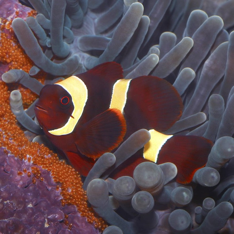 Pair of Wild Caught Yellow Stripe Maroon Clownfish