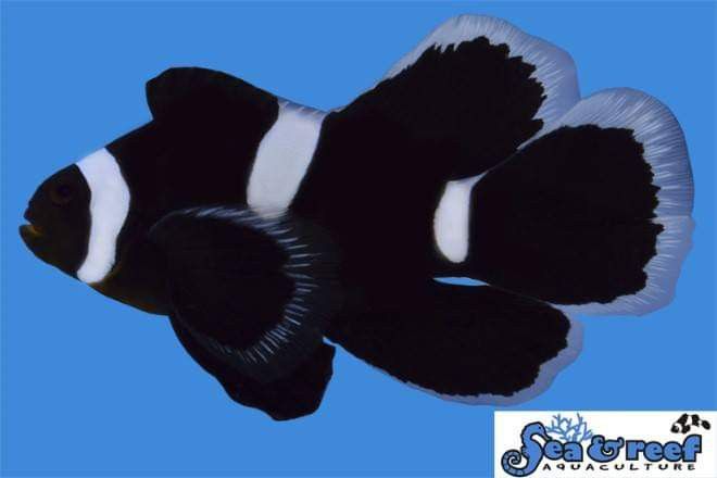 Black Longfin Clownfish