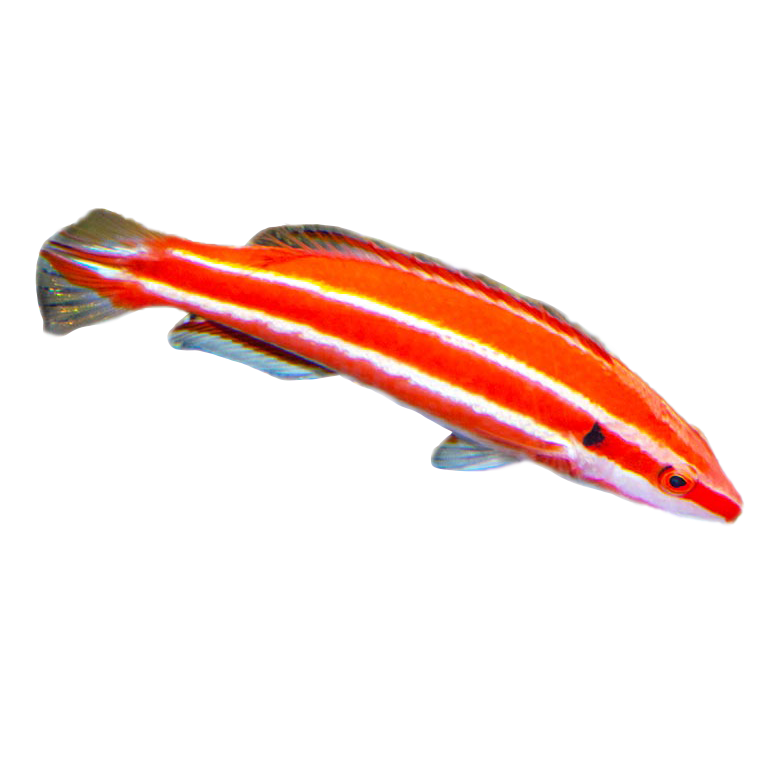 Bodanius opercularis Hogfish