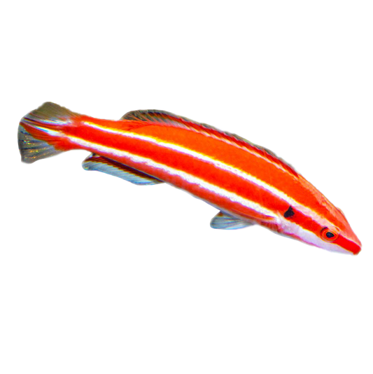 Bodanius opercularis Hogfish