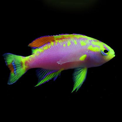 Ventralis Anthias