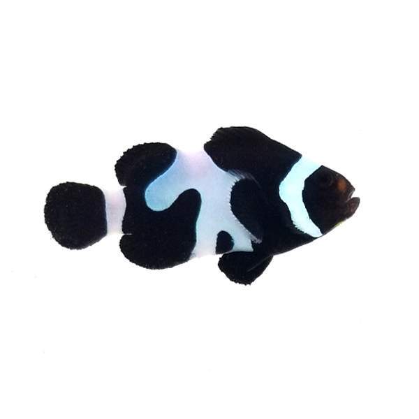 Black Gladiator Oscellaris Clownfish