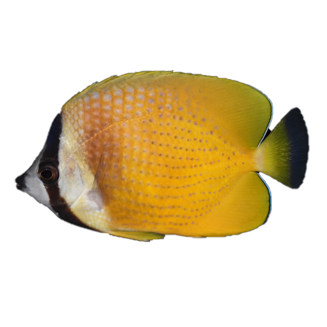 Klein's Butterflyfish