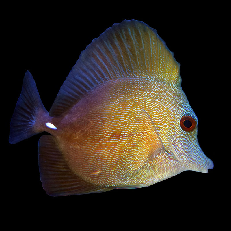 Tangs – Candy Corals