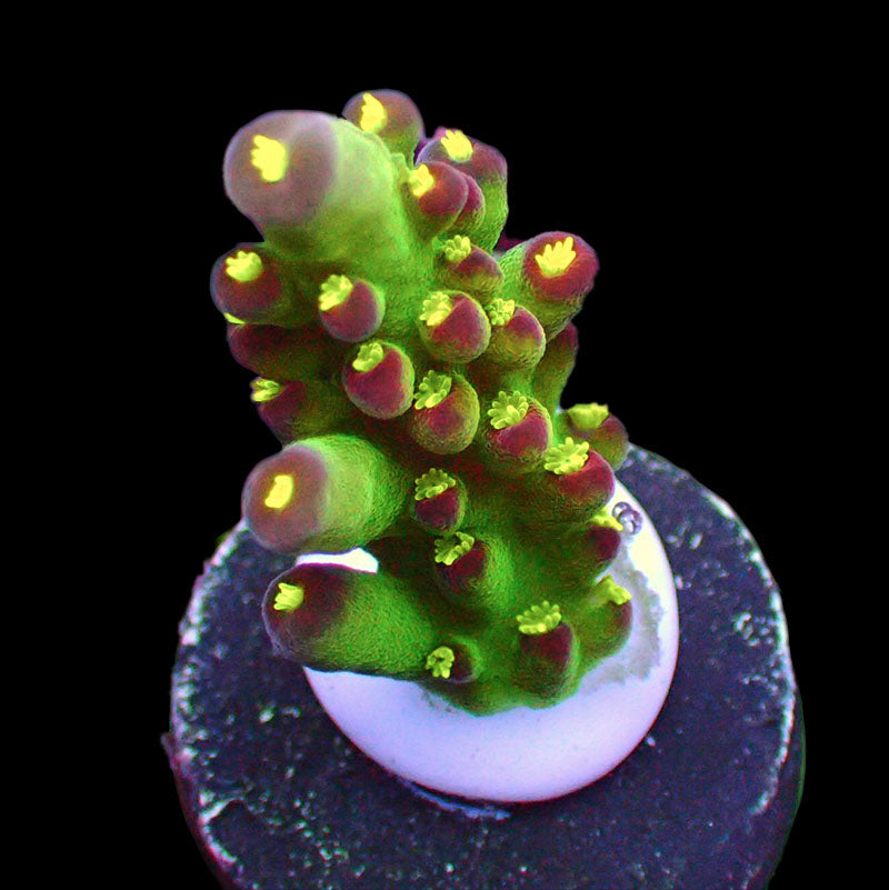 Wowzer Acropora Sp. Frag A1