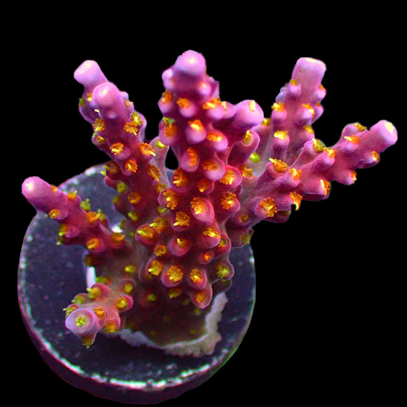 Merlin's Staff Acropora Sp. Frag A31